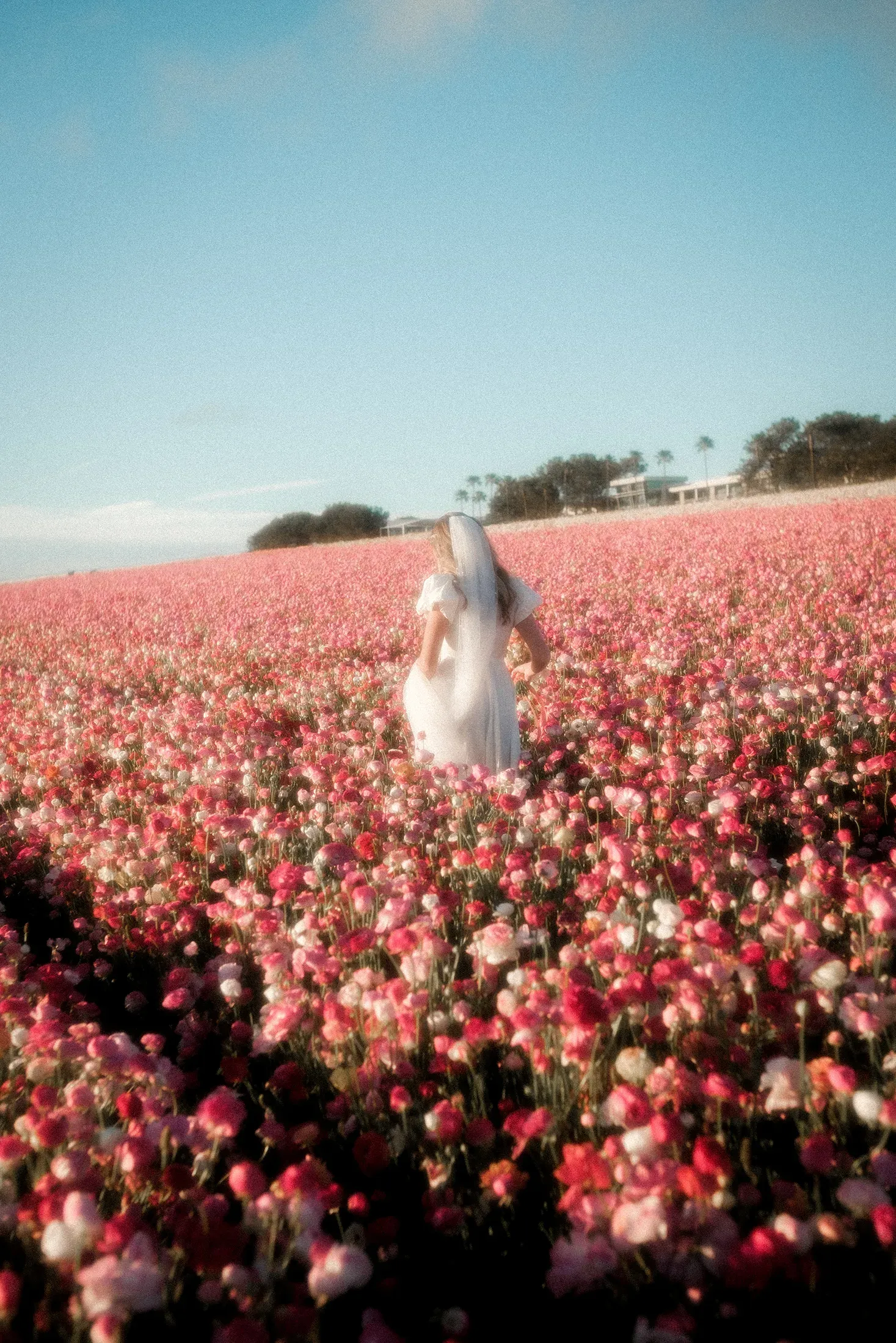A bride walking through a flower field