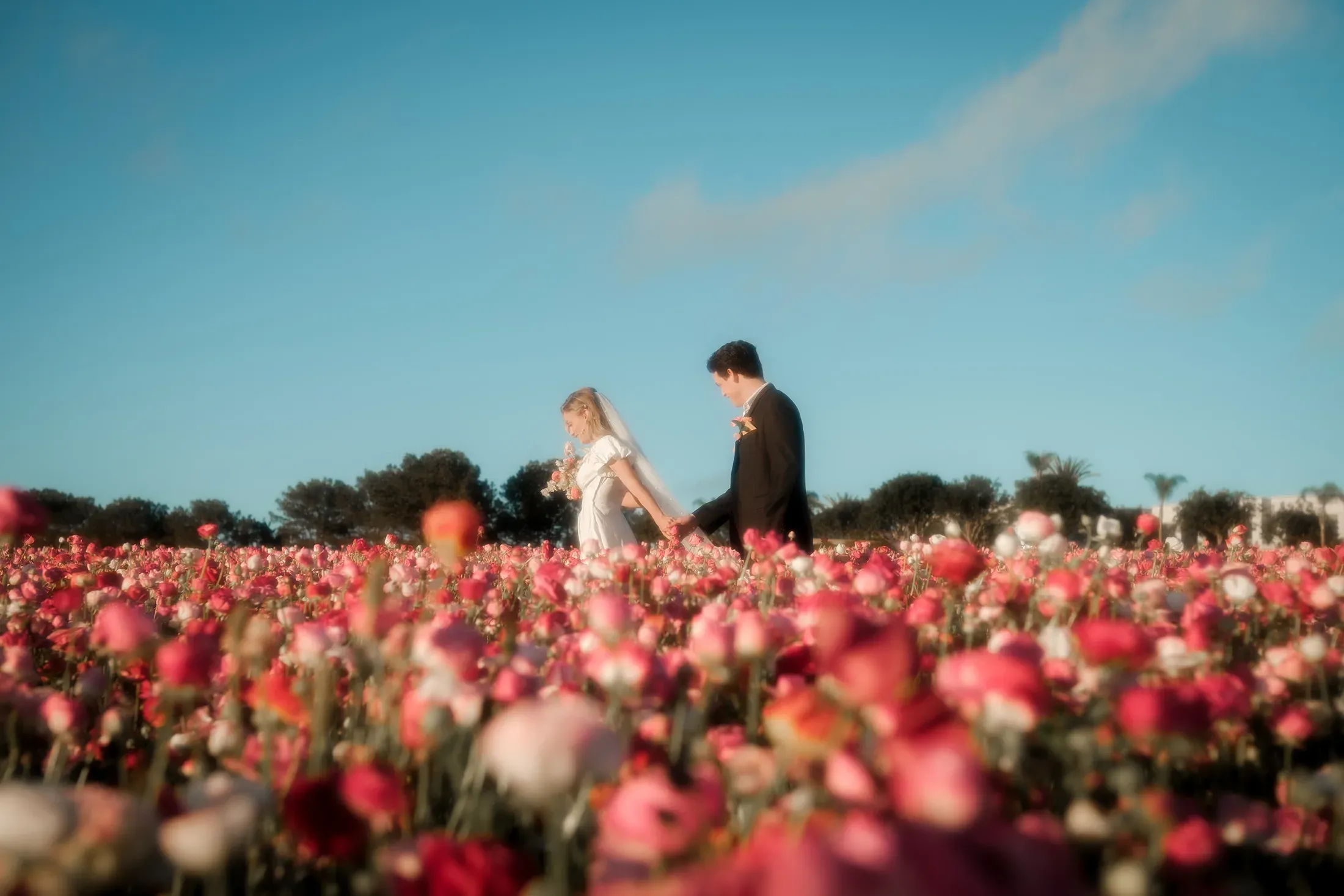 A couple walking hand in hand through a flower field